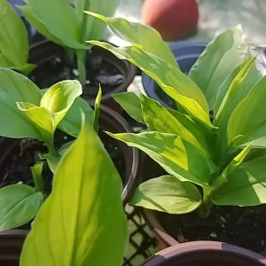 Sprouted Turmeric Live Plant - Curcuma Longa - Ready to Plant Rhizome - 1 Pack - Image 2