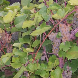 St. Pepin Grape Vine - 2 Bare Root Live Plants - White Table & Wine Grape - Image 1