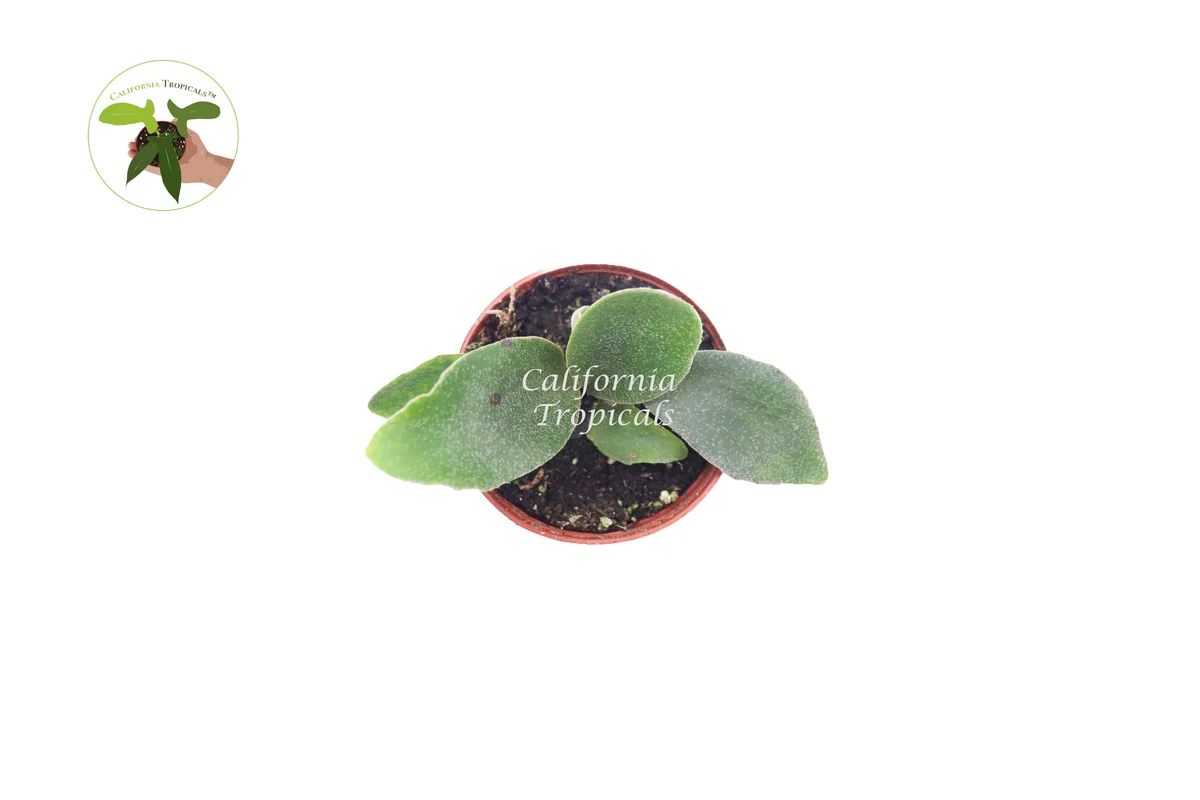 Staghorn Fern Live Plant – 2 inch Pot – Unique Indoor Houseplant - Image 2