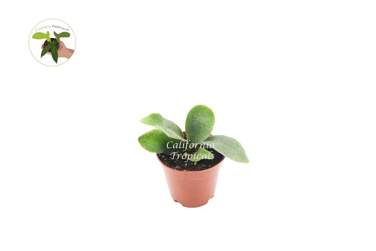 Staghorn Fern Live Plant – 2 inch Pot – Unique Indoor Houseplant - Image 1