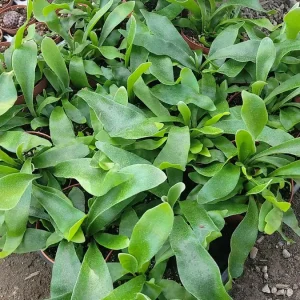 Staghorn Fern Live Plant – 2in & 4in Potted Houseplant – Unique Foliage - Image 2