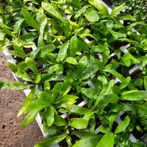 Staghorn Fern Live Plant – 2in & 4in Potted Houseplant – Unique Foliage - Image 3