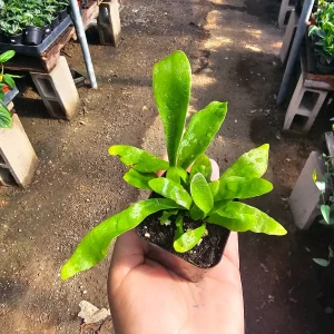 Staghorn Fern Live Plant – 2in & 4in Potted Houseplant – Unique Foliage - Image 5