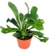 Staghorn Fern Live Plant – 4 inch Potted Houseplant – Unique Foliage - Image 1
