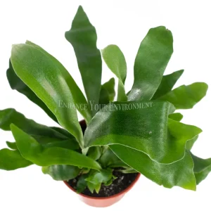 Staghorn Fern Live Plant – 4 inch Potted Houseplant – Unique Foliage - Image 2