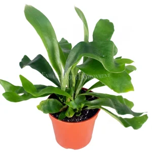Staghorn Fern Live Plant – 4 inch Potted Houseplant – Unique Foliage - Image 1