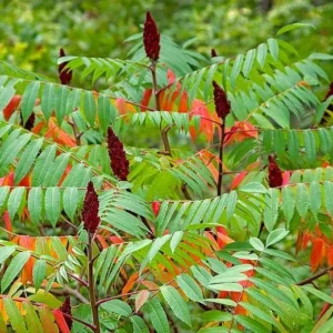 Staghorn Sumac Bare Root Seedlings - 2-Pack, 1-2 ft Tall, Outdoor Shrub - Image 2