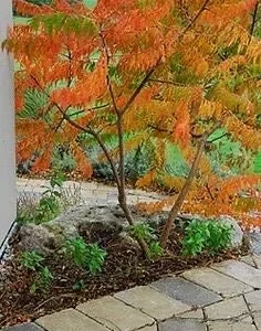 Staghorn Sumac Bare Root Seedlings - 2-Pack, 1-2 ft Tall, Outdoor Shrub - Image 1