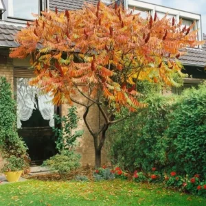 Staghorn Sumac Bare Root Seedlings - 2-Pack, 1-2 ft Tall, Outdoor Shrub - Image 3