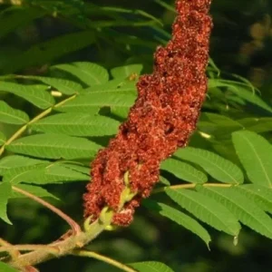 Staghorn Sumac Bare Root Seedlings - 2-Pack, 1-2 ft Tall, Outdoor Shrub - Image 4