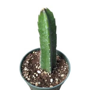 Stapelia grandiflora Succulent Plant - Starfish Flower Live Plant - Image 3