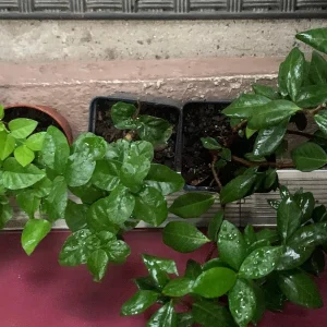 Star Confederate & Night Blooming Jasmine Live Plant Combo - 2 Pack, 12 inches tall - Image 2