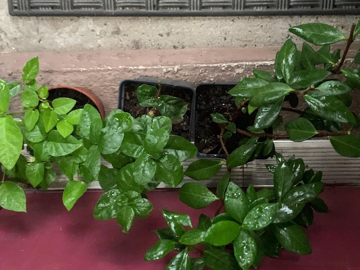 Star Confederate & Night Blooming Jasmine Live Plant Combo - 2 Pack, 12 inches tall - Image 2