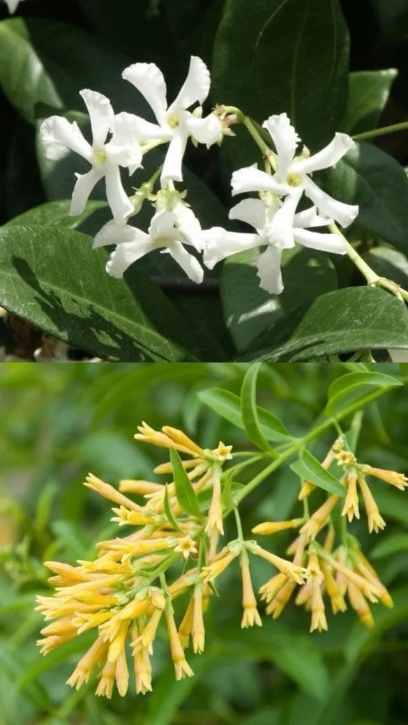 Star Confederate & Night Blooming Jasmine Live Plant Combo - 2 Pack, 12 inches tall - Image 3
