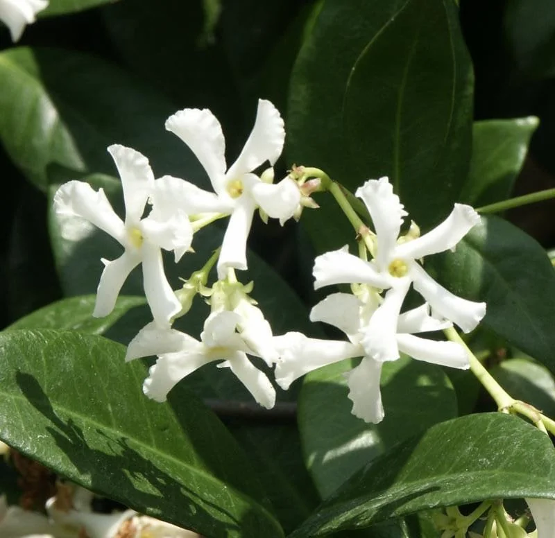 Star Confederate & Night Blooming Jasmine Live Plant Combo - 2 Pack, 12 inches tall - Image 4