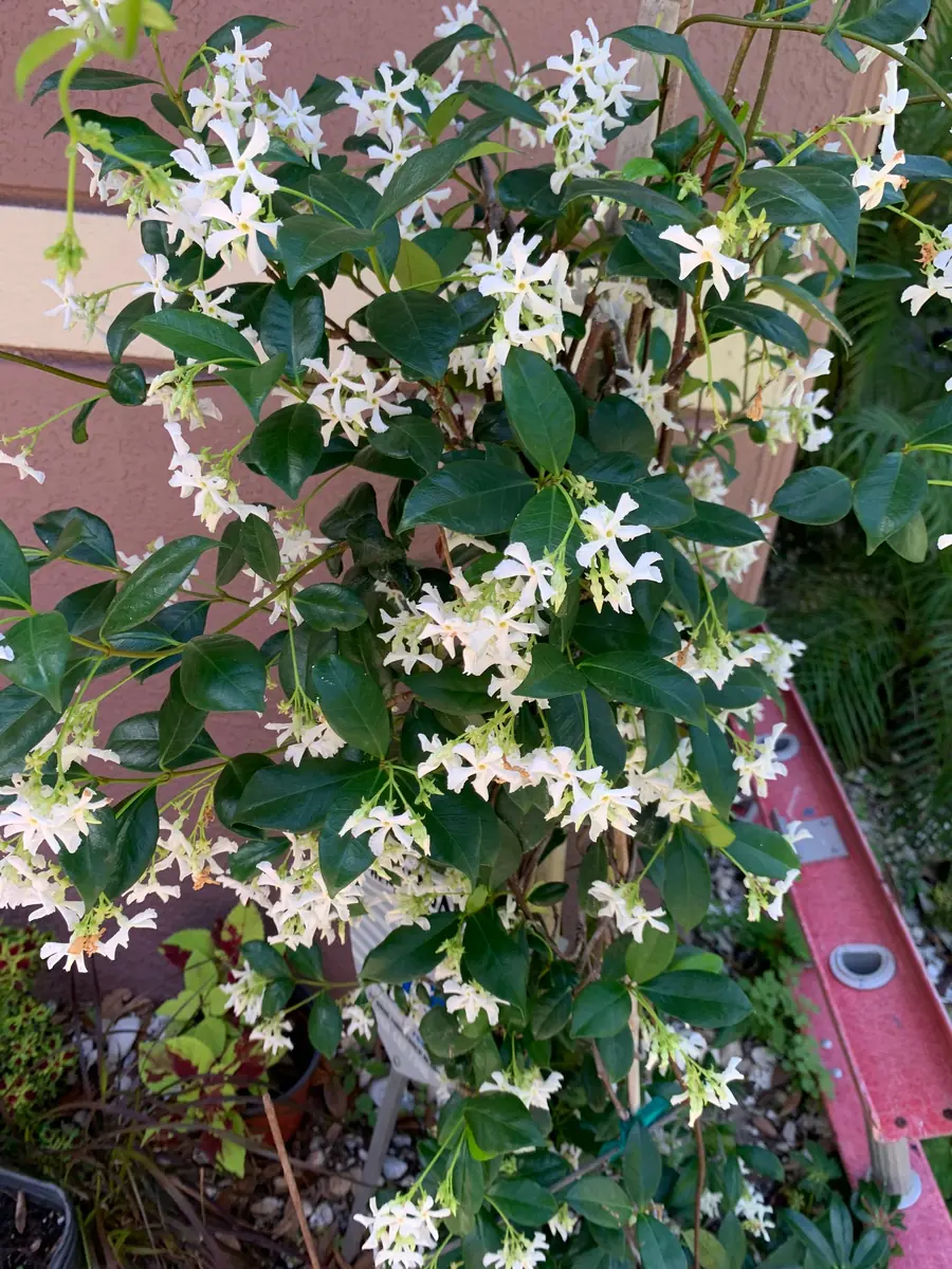 Star Confederate & Night Blooming Jasmine Live Plant Combo - 2 Pack, 12 inches tall - Image 5