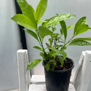 Star Confederate & Night Blooming Jasmine Live Plant Combo - 2 Pack, 12 inches tall - Image 7