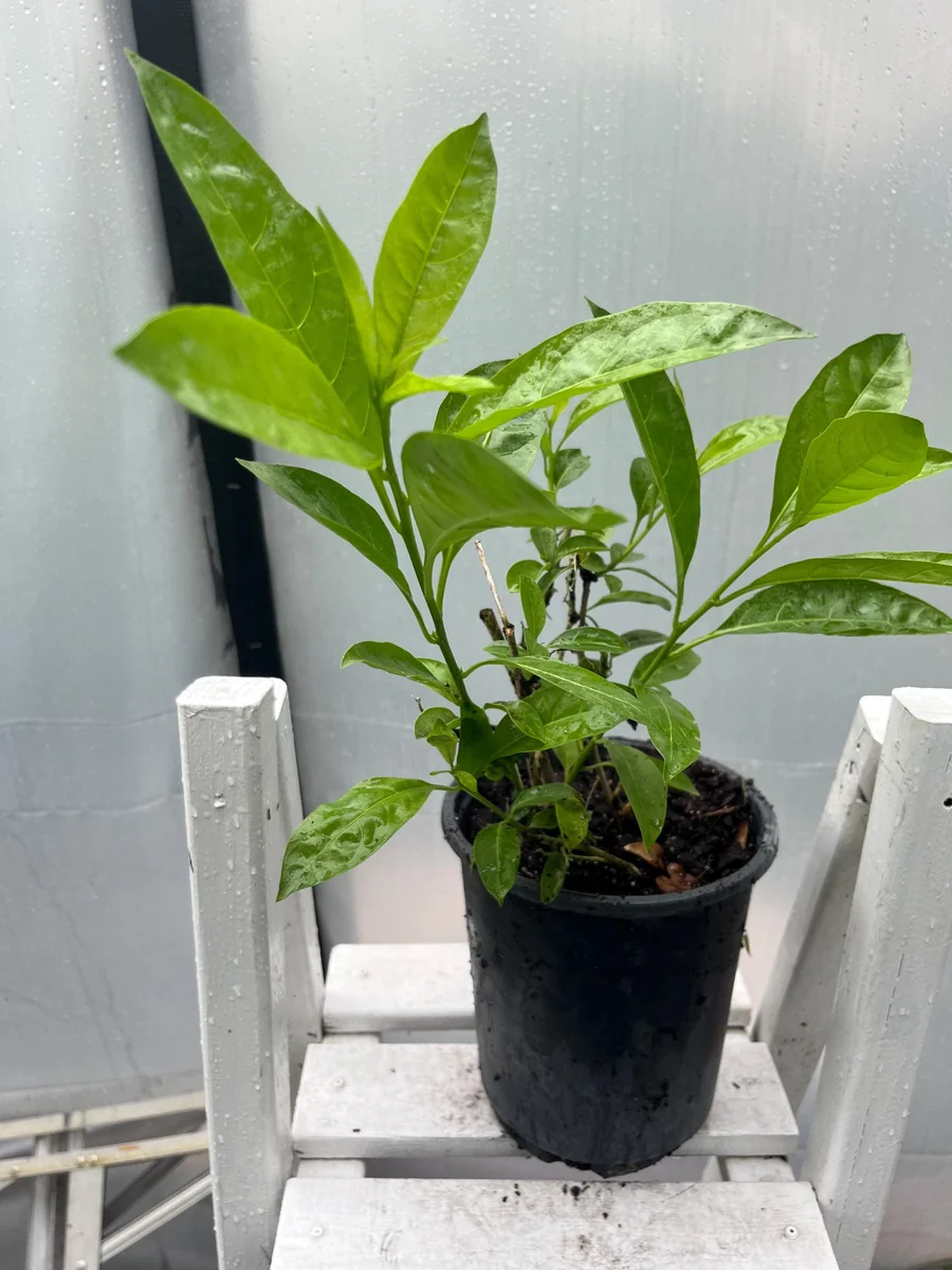 Star Confederate & Night Blooming Jasmine Live Plant Combo - 2 Pack, 12 inches tall - Image 7