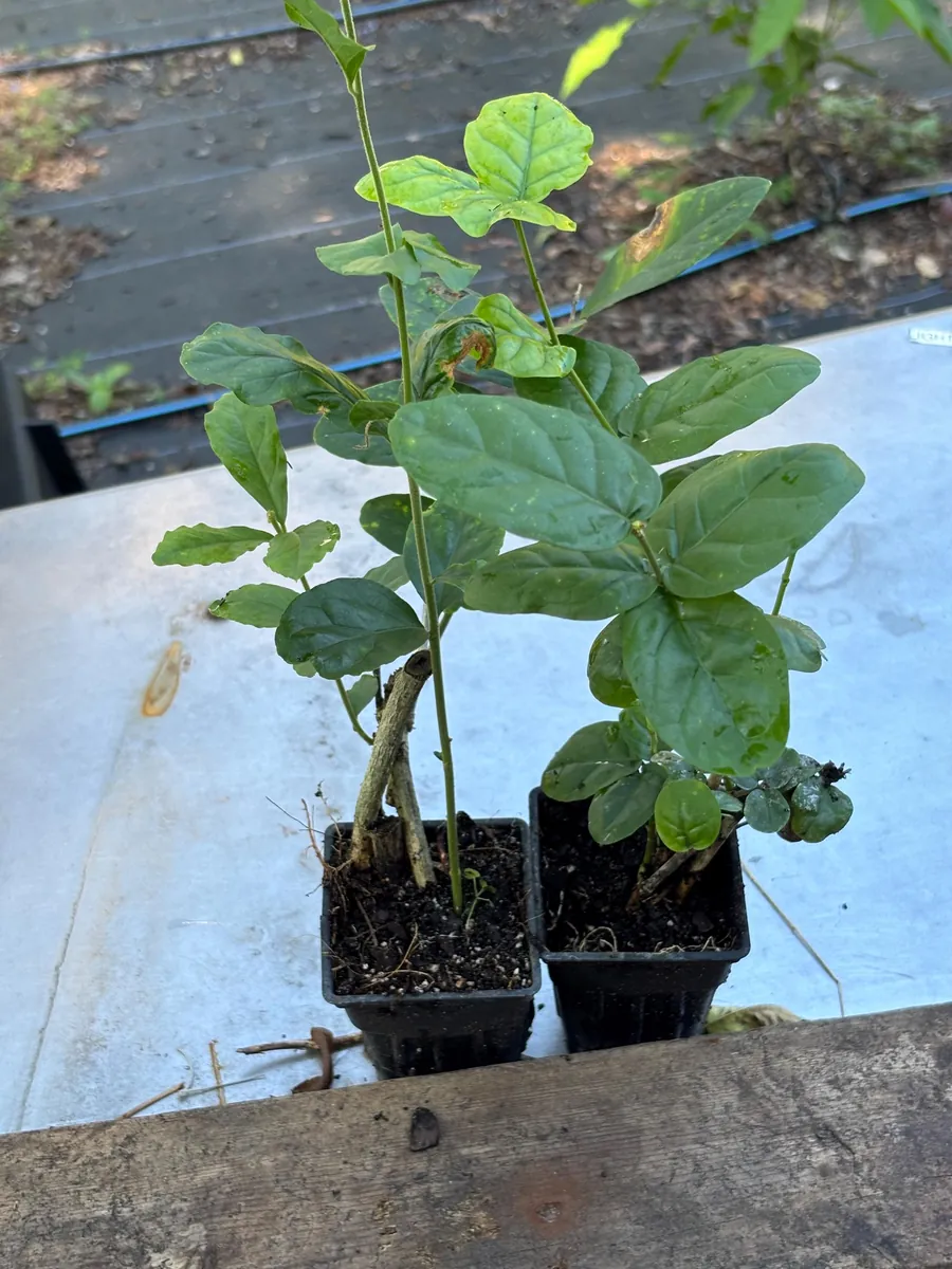 Star Confederate & Night Blooming Jasmine Live Plant Combo - 2 Pack, 12 inches tall - Image 9