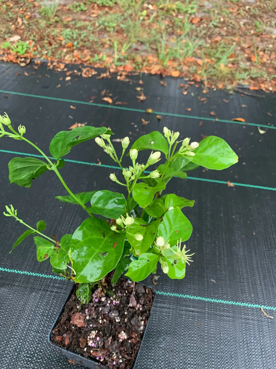 Star Confederate & Night Blooming Jasmine Live Plant Combo - 2 Pack, 12 inches tall - Image 1