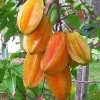 Star Fruit Averrhoa Carambola, Grafted, in 3 gallons pot. Kary starfruit, Kari, no ship to HI - Image 1