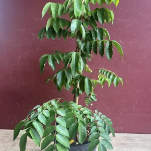 Star Fruit Averrhoa Carambola, Grafted, in 3 gallons pot. Kary starfruit, Kari, no ship to HI - Image 2