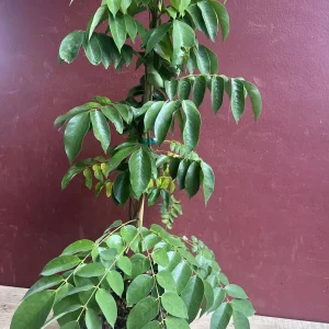 Star Fruit Averrhoa Carambola, Grafted, in 3 gallons pot. Kary starfruit, Kari, no ship to HI - Image 3