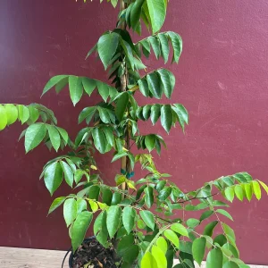 Star Fruit Averrhoa Carambola, Grafted, in 3 gallons pot. Kary starfruit, Kari, no ship to HI - Image 4