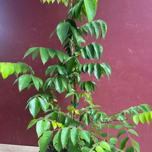 Star Fruit Averrhoa Carambola, Grafted, in 3 gallons pot. Kary starfruit, Kari, no ship to HI - Image 5