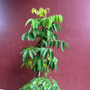 Star Fruit Averrhoa Carambola, Grafted, in 3 gallons pot. Kary starfruit, Kari, no ship to HI - Image 9