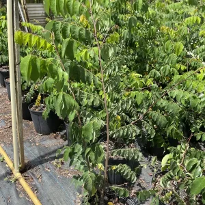 Star Fruit Tree Live Plant, 5 Gallon, 3 Feet Tall, Tropical Fruit Tree - Image 3