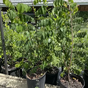 Star Fruit Tree Live Plant, 5 Gallon, 3 Feet Tall, Tropical Fruit Tree - Image 1