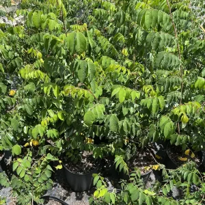 Star Fruit Tree Live Plant, 5 Gallon, 3 Feet Tall, Tropical Fruit Tree - Image 4