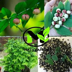 Star Gooseberry Leaves Seeds - Rau Bồ Ngót, Sweet Leaf Seeds for Planting - Image 2