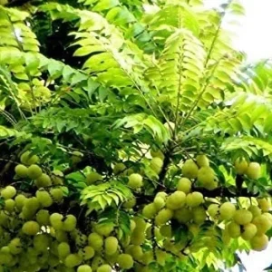 Star Gooseberry Live Plant - Phyllanthus acidus - 6 inch Pot - Fruit Tree - Image 3