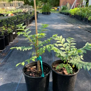 Star Gooseberry Live Plant - Phyllanthus acidus - 6 inch Pot - Fruit Tree - Image 5