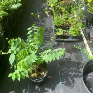 Star Gooseberry Live Plant (Phyllanthus Acidus) - Edible Fruit Tree - 6