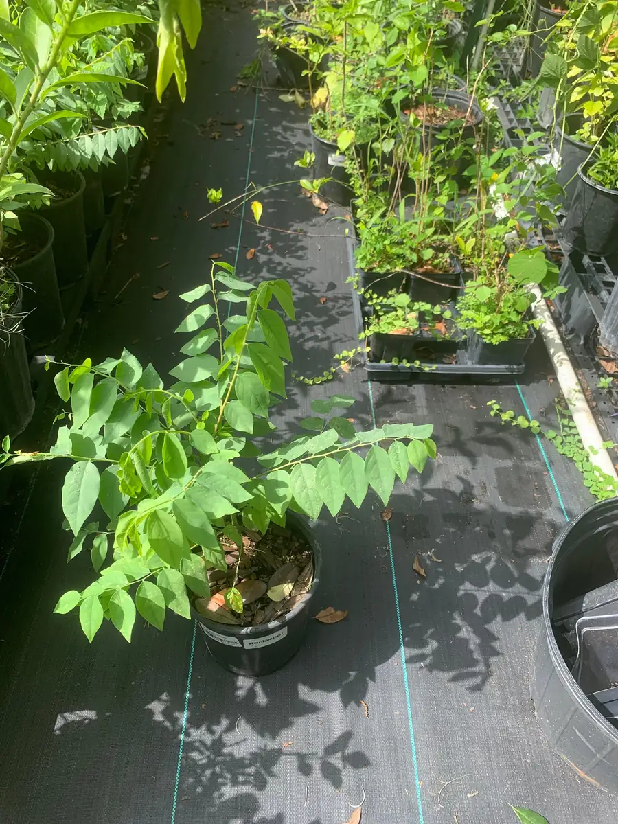 Star Gooseberry Live Plant (Phyllanthus Acidus) - Edible Fruit Tree - 6" Pot - Image 2