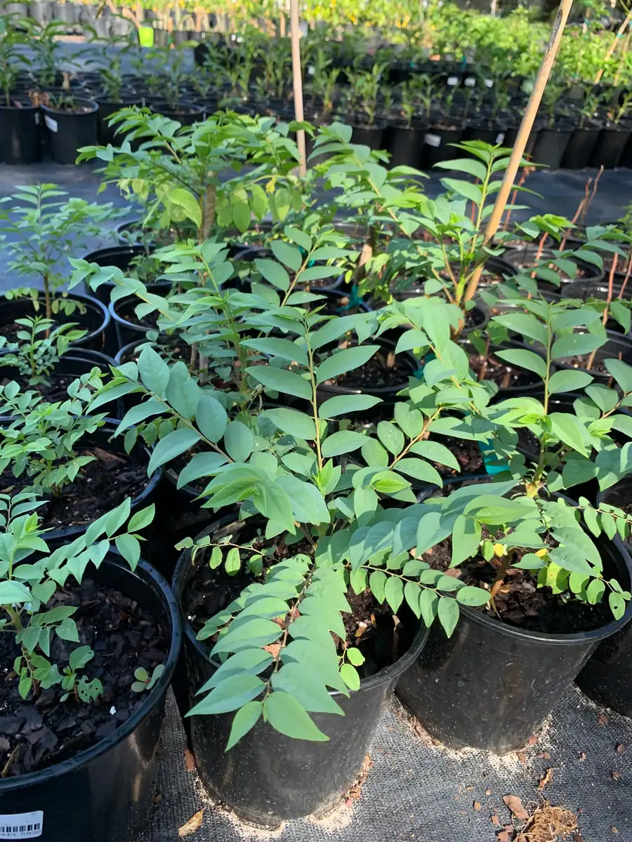 Star Gooseberry Live Plant (Phyllanthus Acidus) - Edible Fruit Tree - 6" Pot - Image 4