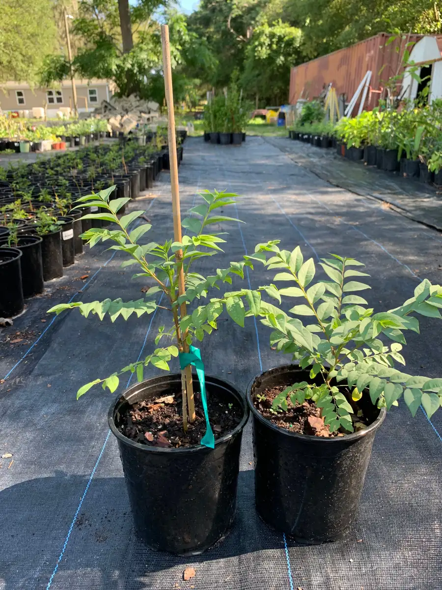 Star Gooseberry Live Plant (Phyllanthus Acidus) - Edible Fruit Tree - 6" Pot - Image 5