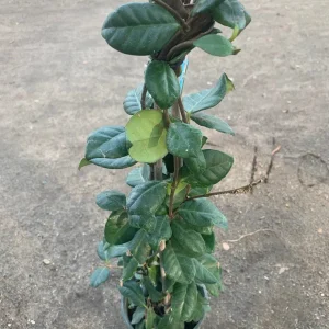 Star Jasmine 'Madison' Live Plant – 2 feet Tall – 1 Gallon Pot – Outdoor Vine - Image 2