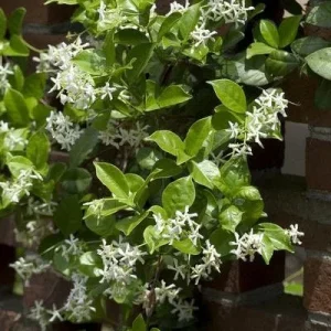 Star Jasmine 'Madison' Live Plant – 2 feet Tall – 1 Gallon Pot – Outdoor Vine - Image 1