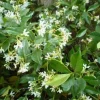 Star Jasmine Vine Live Plant, 2 Feet Tall, Ship in 6 Inch Pot, Fragrant Outdoor Climber - Image 1