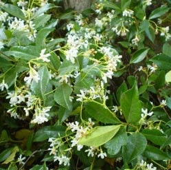 Star Jasmine Vine Live Plant, 2 Feet Tall, Ship in 6 Inch Pot, Fragrant Outdoor Climber - Image 1