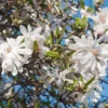 Star Magnolia Live Plant - 18-24" Tall, 1 Gallon Pot - White Flowering Tree, Outdoor - Image 1
