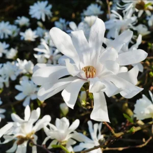 Star Magnolia Live Plant - 18-24