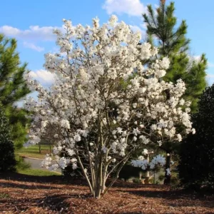 Star Magnolia Live Plant - 18-24