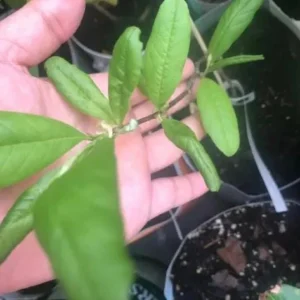 Star Magnolia Live Plant - 18-24