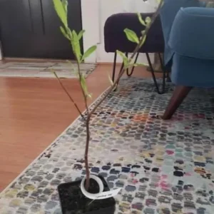 Star Magnolia Live Plant - 18-24