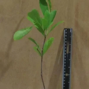 Star Magnolia Live Plant - 18-24